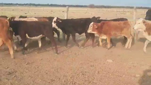 Lote 80 Terneros/as en Quimilí, Santiago del Estero