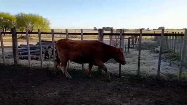 Lote (Vendido)Industria 504kg -  en ANCHORENA