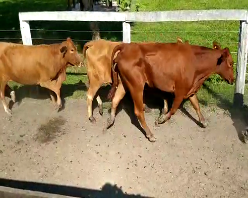 Lote 81 Vacas de invernar en Pdcia. de La Plaza, Chaco
