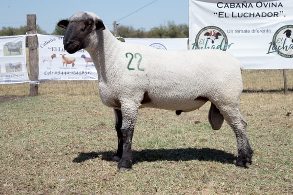 Lote OVINO HAMPSHIRE D. MACHO PPC