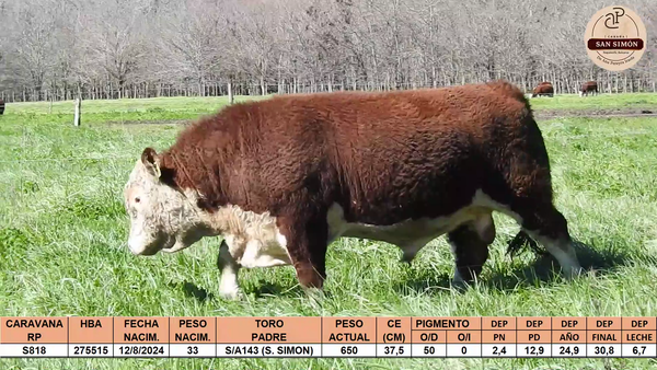 Lote TOROS PUROS REGISTRADOS "SAN SIMON"