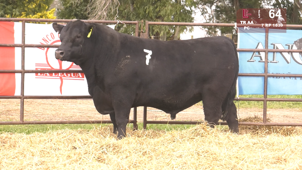 7 1839 — TOROS ANGUS NEGROS  PC