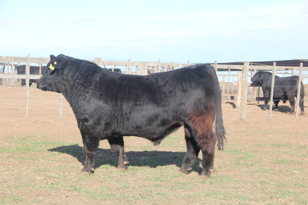 Lote TOROS PUROS DE PEDIGREE