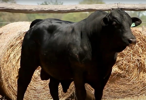 Lote TOROS DE 3 AÑOS