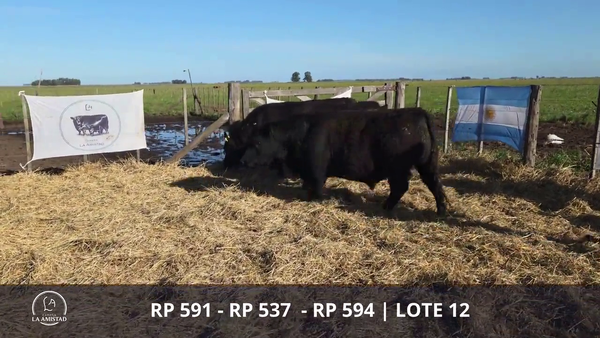 Lote TOROS PUROS POR CRUZA