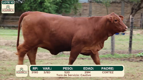 Lote LOTE 10