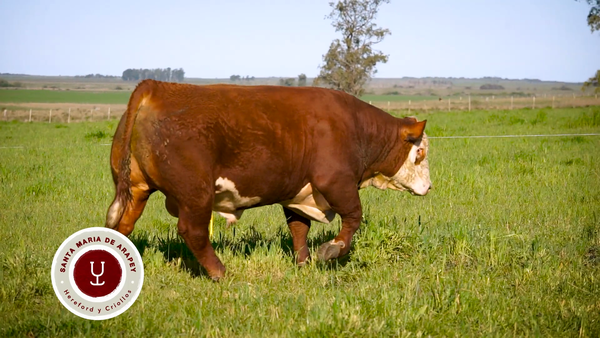 Lote TOROS SANTA MARIA DE ARAPEY