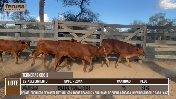 Lote LOTE 3