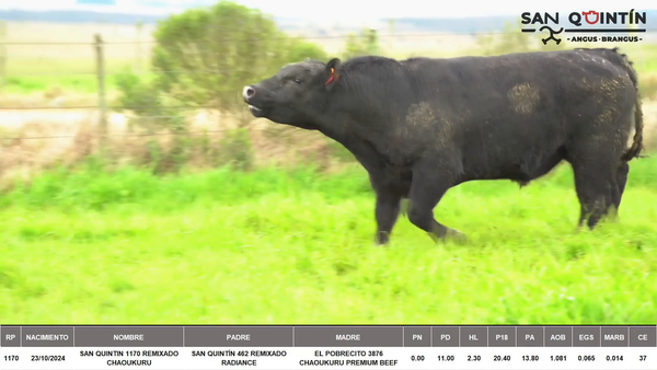 Lote ABERDEEN ANGUS PI