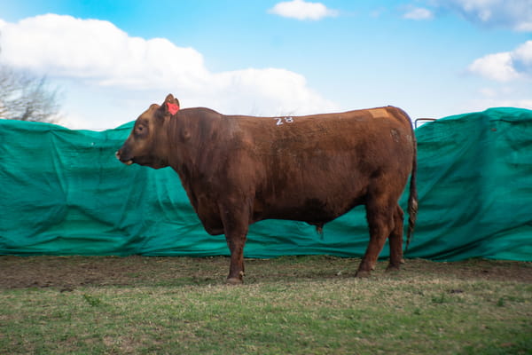 Lote Toros