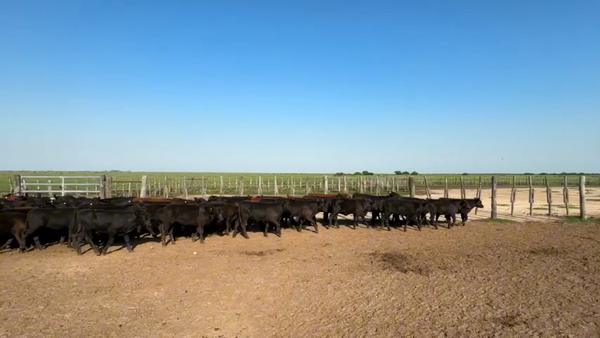 Lote 86 Terneros
