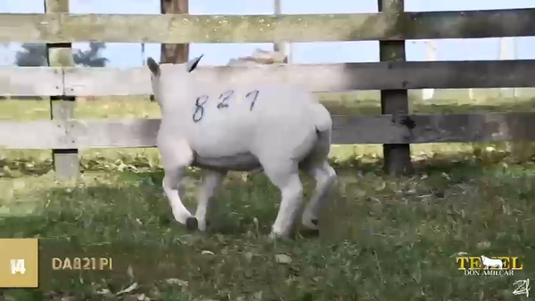 Lote Borregas, Cerro Largo