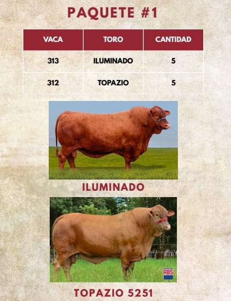 Lote LOTE 37