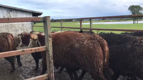 Lote 35 Vaquilla Gorda en Los Muermos, X Región Los Lagos