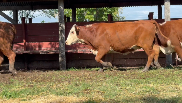 Lote 30 Vaquillonas preñadas