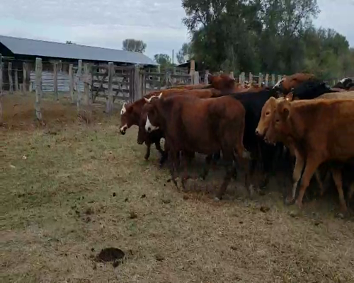 Lote 45 Novillos en Corrientes, Ramada Paso