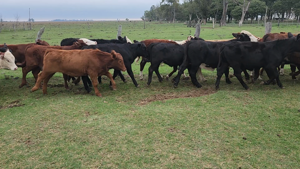 Lote 60 Terneras en Esquina, Corrientes