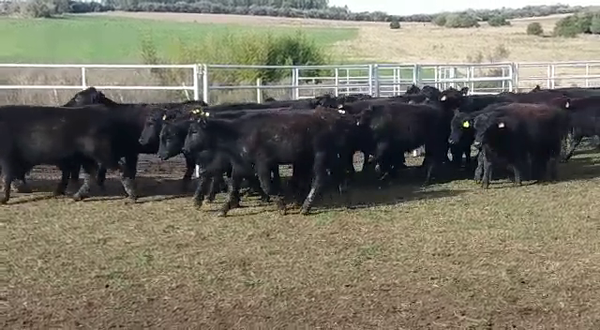 Lote (Vendido)50 Terneros AA 250kg -  en PICADA BENITEZ