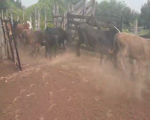 Lote 100 Terneros en Tintina, Santiago del Estero