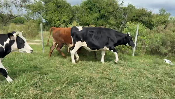 Lote NOVILLOS 1 a 2 AÑOS