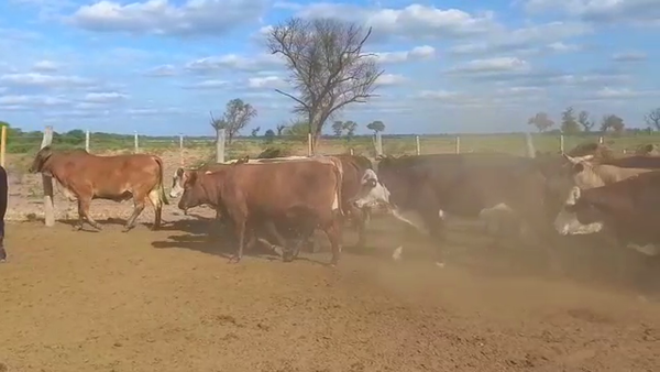 Lote 47 Vacas nuevas C/ gtia de preñez en Las Lomitas, Formosa