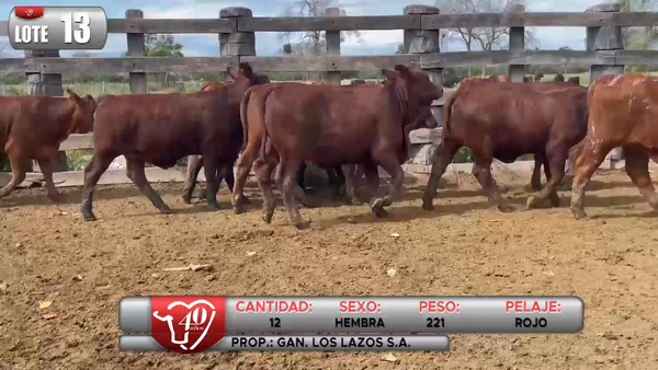 Lote LOTE 13