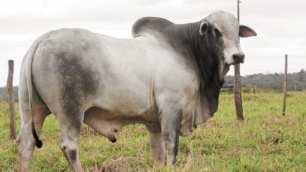 Lote LOTE 75