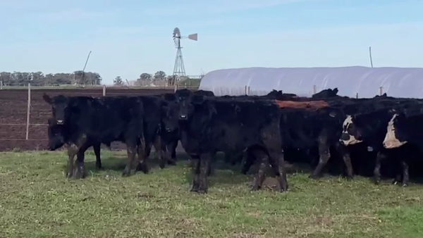 Lote 65 TERN. MACHOS, TANDIL, BS. AS.