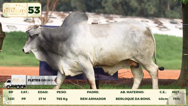 Lote LOTE 53