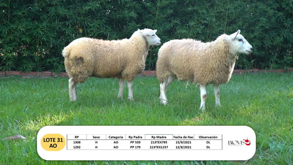 Lote Lote 31 - AO