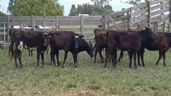 Lote (Vendido)10 Terneras HO/ AA 190kg - , Colonia