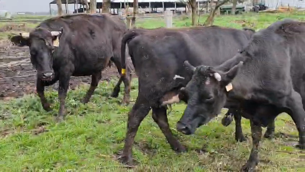 Lote 3 Vaquillonas  450kg - , San José