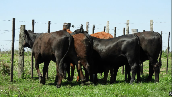 Lote VAQUILLA C/SERVICIO