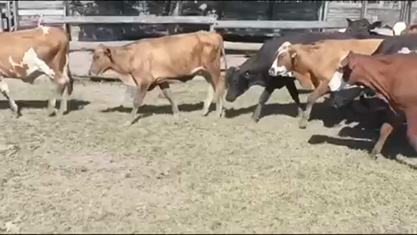 Lote 90 Novillitos en Gral. Lucio V. Mansilla, Formosa