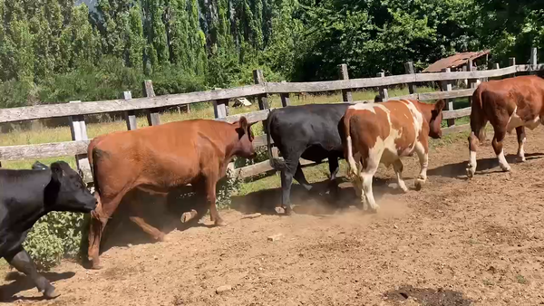 Lote 45 Novillo Engorda en Aysén, XI Región Aysén