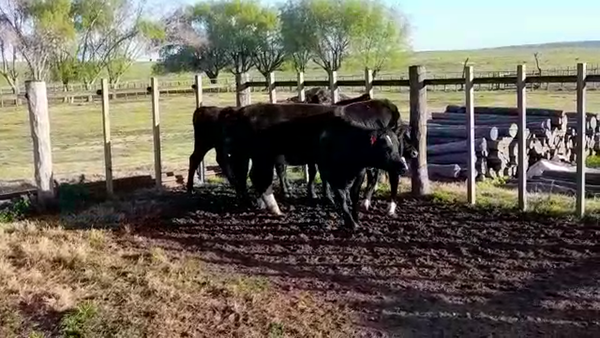 Lote (Vendido)4 Vaquillonas 1 a 2 años 410kg -  en ANCHORENA