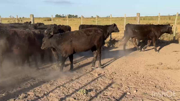 Lote 20 Terneros/as