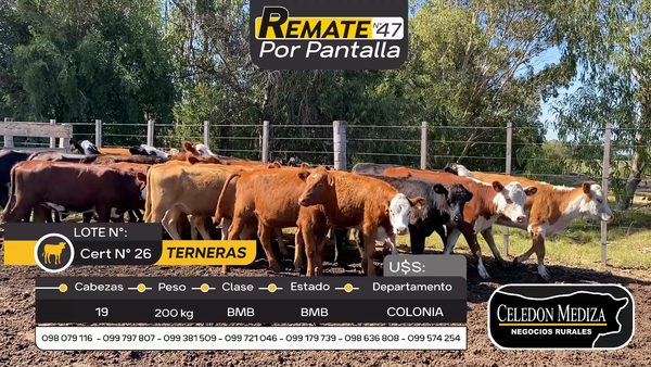 Lote 19 Terneras en Cerro de las Armas , Colonia