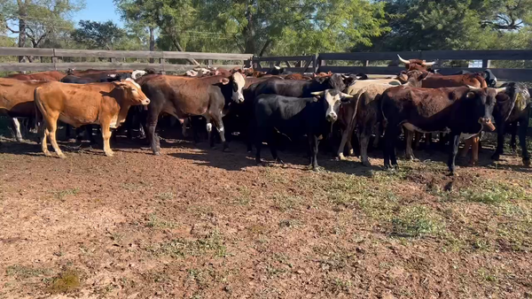 Lote 64 Novillitos en Juan José Castelli, Chaco