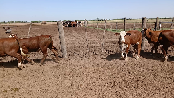 Lote 10 Vaquillonas Braford en Sunchales, Santa Fe