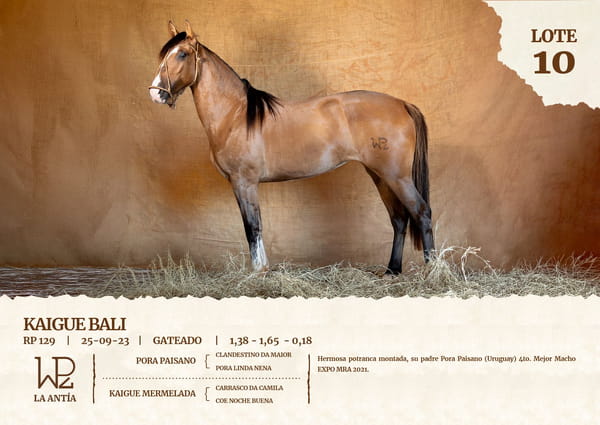 Lote KAIGUE BALI