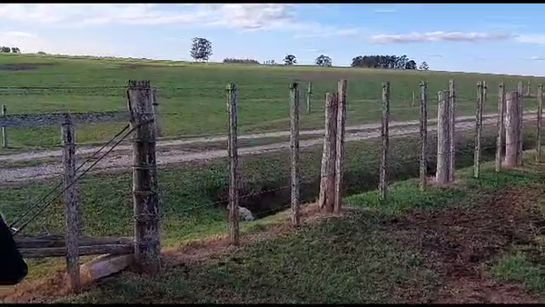 Lote 3 vaquillonas proximas