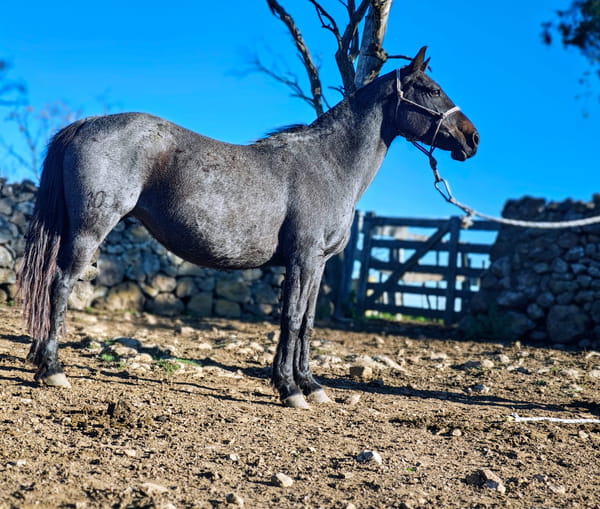 Lote DON SALVADOR LA 105