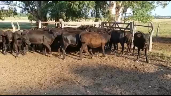 Lote 30 Vaquillonas en Concordia, Entre Ríos