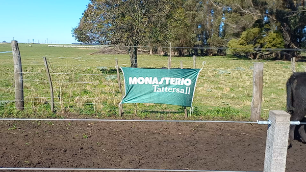 Lote 61 Terneras en Buenos Aires, San Cayetano