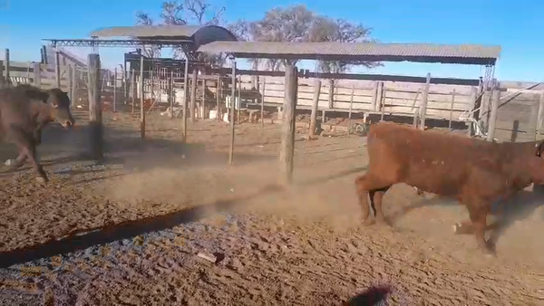 Lote 75 Novillitos