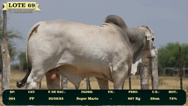 Lote LOTE 69