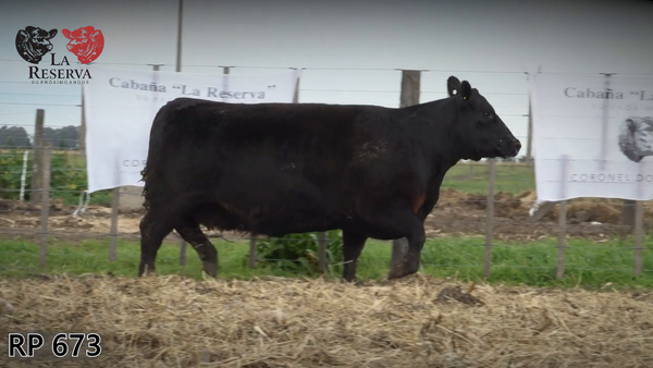 Lote Vaquillonas preñadas