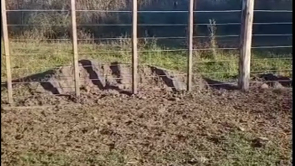 Lote 35 Terneros/as EN OLAVARRIA