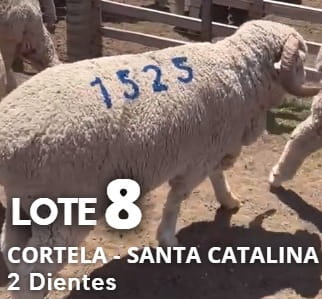 Lote Lote 8